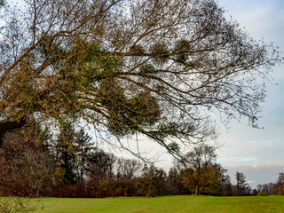 Obraz premium Baum mit vielen Misteln im Spätherbst