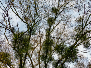 Fototapeta premium Baum mit vielen Misteln im Spätherbst
