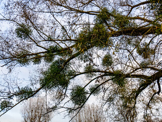 Baum mit vielen Misteln im Spätherbst