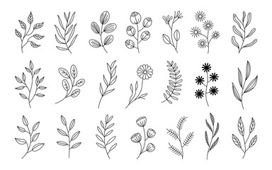 Hand Drawn Botanical Elements and Leaves branches floral