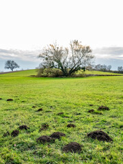 Fototapeta premium Wühlmäusebau auf einer Wiese im Spätherbst