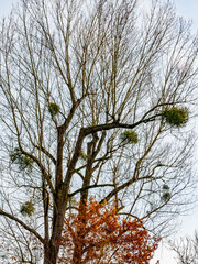 Baum mit vielen Misteln im Spätherbst