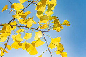 Ginkgo biloba, ginkgo, maidenhair tree, is a species of gymnosperm tree native to East Asia. Lving fossil. InterContinental Los Angeles Downtown by IHG, California
