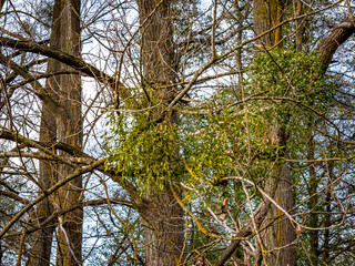 Baum mit vielen Misteln im Spätherbst