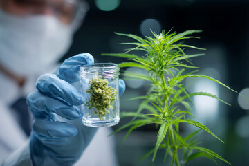 A scientist is holding a jar of marijuana plant in his hand