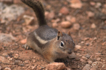 Bryce Canyon Morning