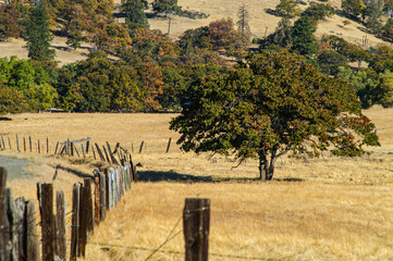 Oak Tree in golden Pasture, California, USA