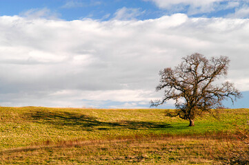 Solitary Oak Tree on hillside in pasture