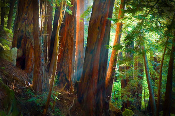 Sunlight sifting through light fog in Julia Pfeiffer-Burns St Park, CA