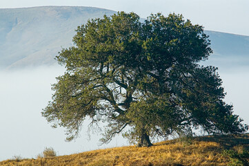 Majestic oak tree in California farm field
