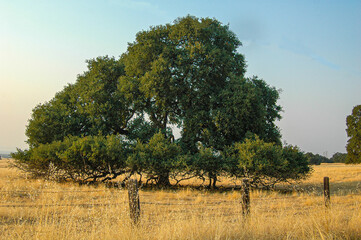 Majestic oak tree in California farm field