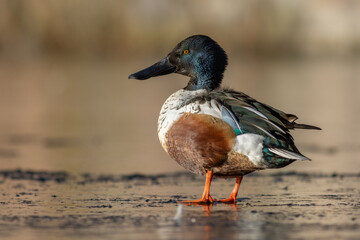 Northern shoveler (Spatula clypeata)