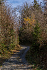 gravel path upwards in colourful forest