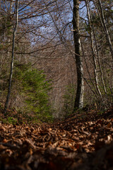 small hiking path upwards covered with autumn foliage or leaves in colourful forest