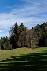 clearing and forest in autmn in the mountains  towards clear blue sky 