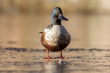 Northern shoveler (Spatula clypeata)