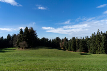 clearing and forest in autmn in the mountains  towards clear blue sky 