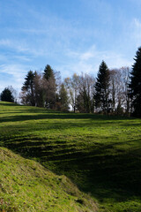 clearing and forest in autmn in the mountains  towards clear blue sky 