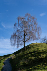 single weeping willow in autumn standing on top of a green hill with blue sky and a small foot path leading to it