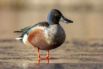 Northern shoveler (Spatula clypeata)