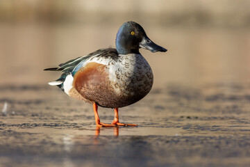 Northern shoveler (Spatula clypeata)