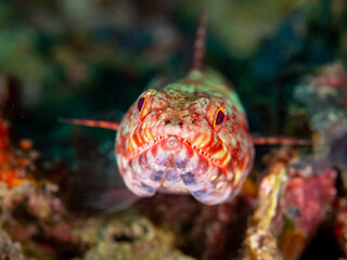 Lizardfish Resting on Sandy Reef Bottom with Camouflaged Body