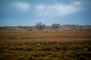 Rural field with dry grass and bare shrubs under cloudy sky