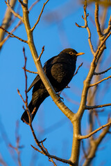 Male blackbird perched on bare branches in warm sunrise light against blue sky