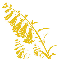 yellow foxglove on white background  © MOHAMMADRIPON