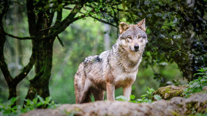 Curious gray wolf prowling in the forest