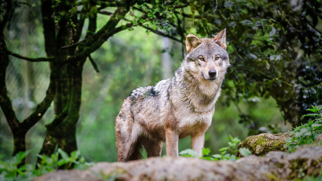 Curious gray wolf prowling in the forest - Powered by Adobe