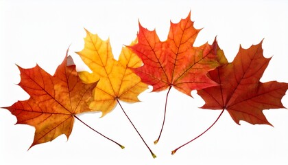 Fototapeta premium Four Autumn Fallen Maple Leaves Stand Out Against A Transparent Background