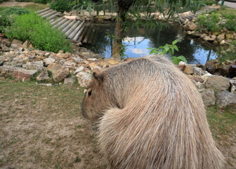 capibara in zoo
