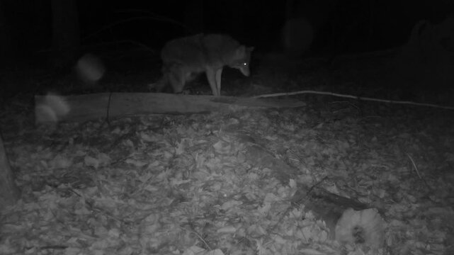 wild coyote in forest at night