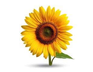 Fototapeta premium Vibrant yellow sunflower with a dark seed head, isolated on a white background