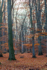 Tranquil autumn forest scene with tall trees, orange leaves and soft sunlight. Late fall or early winter season in nature.