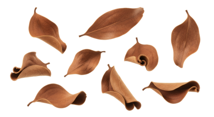 A collection of realistic, dried brown leaves, scattered and artistically arranged on a white background, conveying a sense of autumn's gentle decay and natural beauty