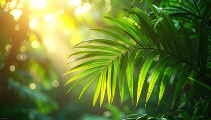 Lush green palm frond backlit by golden morning sun in a tropical rainforest