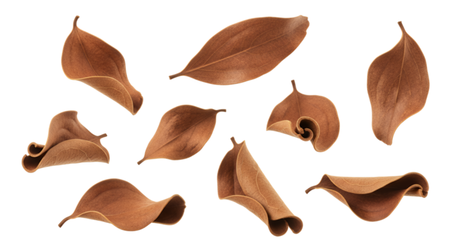 A collection of realistic, dried brown leaves, scattered and artistically arranged on a white background, conveying a sense of autumn's gentle decay and natural beauty
