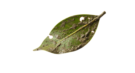 Leaf with holes on a white background. A leaf with some holes and muddy on surface