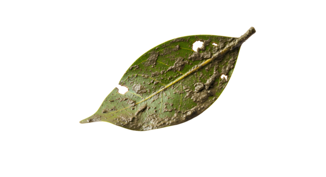 Leaf with holes on a white background. A leaf with some holes and muddy on surface