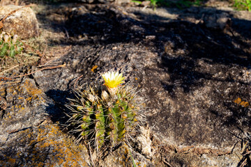 Cactus of the Parodia family, endemic to South America