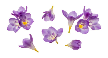 Vibrant purple Freesia flowers in full bloom, elegantly scattered across a clean white background, highlighting their delicate petals and natural beauty, perfect for spring and floral designs