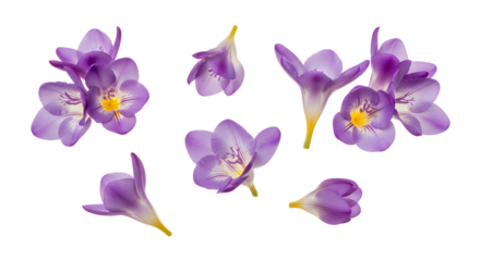 Vibrant purple Freesia flowers in full bloom, elegantly scattered across a clean white background, highlighting their delicate petals and natural beauty, perfect for spring and floral designs