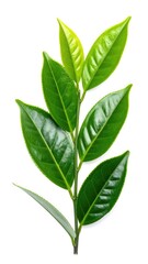 Fototapeta premium A fresh sprig of green tea leaves with vibrant new growth on a white background