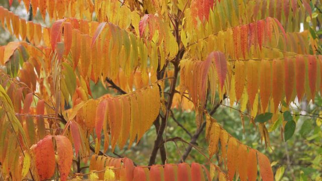 Autumn Foliage Background: Abstract view of dense, richly colored orange and yellow Sumac tree branches