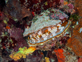Oyster Attached to Reef Surface with Shell Partially Open © Leon Burda