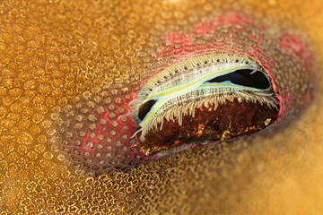 Oyster Embedded in Brain Coral Structure on Reef © Leon Burda