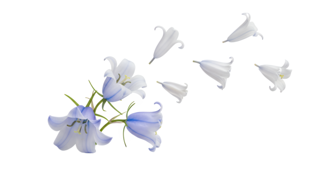 Delicate blue bell flowers gracefully scattering petals against a clean white background, suggesting a gentle transition and ephemeral beauty