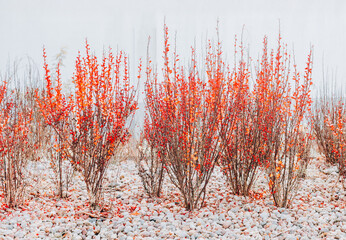 Autumn Red Shrubs in Pebble Garden